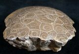 Polished Fossil Coral Head - Very Detailed #9341-2